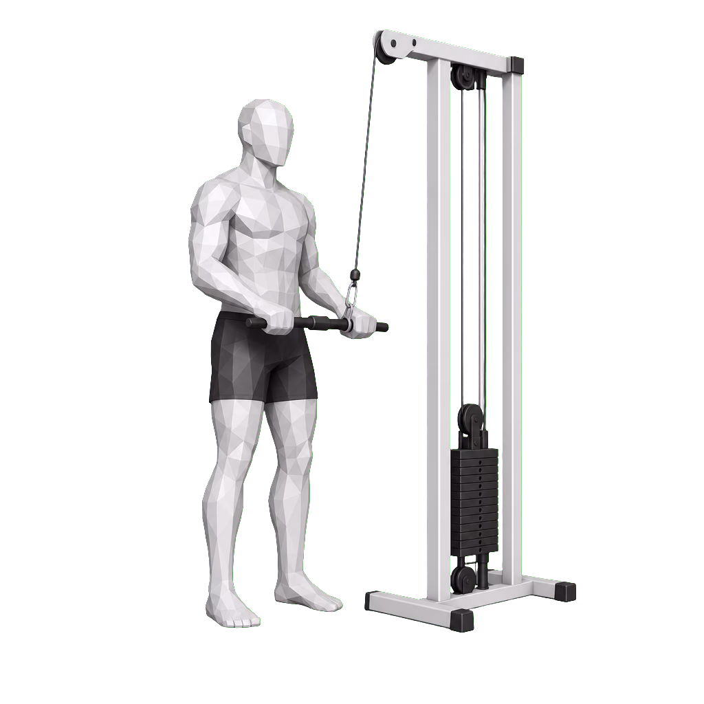 Cable Reverse Curl demonstration